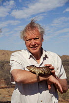 Sir David Attenborough holding Shingleback skink (Trachydosaurus rugosus / Tiliqua rugosa) on location for BBC series 'Life of Birds', Australia. 1997