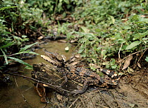 Dwarf caiman by forest stream in Amazonian Ecuador