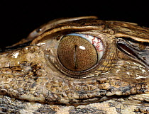 Dwarf caiman, close up of eye with parasitic worm, Ecuador, Amazon