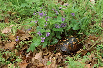 Eastern box turtle and violets, Illinois, USA