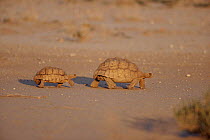Leopard tortoise {Geochelone pardalis} male pursuing female Kalahari Gemsbok NP S Africa. Female the larger.