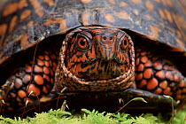 Eastern box turtle head portrait, USA