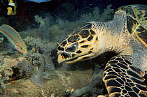 Hawksbill turtle  eating soft coral, Red Sea