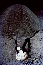 Olive Ridley turtle female laying eggs,  Orissa, India