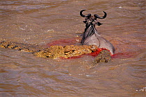 Nile crocodile attacking Wildebeest crossing River Mara, Kenya, Africa