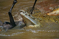 Nile crocodiles {Crocodylus niloticus} feeding on Wildebeest carcass, Mara river, Masai Mara NP, Kenya