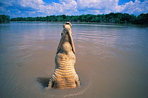 Saltwater crocodile jumping {Crocodylus porosus} Adelaide River, Northern Territory, Australia.