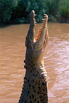 Saltwater crocodile jumping. {Crocodylus porosus} Adelaide River, Australia. Northern