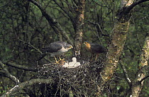 Sparrowhawk {Accipiter nisus} pair at nest with chicks, UK
