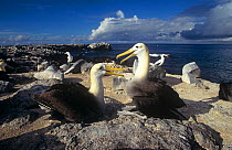 Waved albatross (Phoebastria irrorata) courtship behaviour, at nest colony, Galapagos Islands, critically endangered