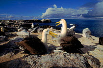 Waved albatross (Phoebastria irrorata) courtship behaviour. Galapagos Islands