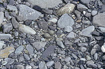 Wrybill (Anarhynchus frontalis) eggs amongst rocks, New Zealand, vulnerable species