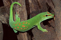 Giant day gecko, Ankarana Reserve, Madagascar