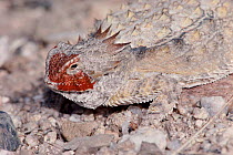 Regal horned lizard discharging blood from eyes, defensive behaviour. Arizona, USA