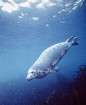 Grey seal swimming underwater off UK