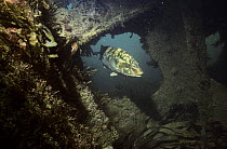 Ballan wrasse {Labrus bergylta} in ship wreck colonised by seaweeds  UK