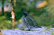 Siberian spruce grouse male {Falcipennis falcipennis} on ground Far East Russia Ussuriland South Primorsky Region