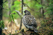 Siberian spruce grouse {Falcipennis falcipennis} rear view of male, Ussuriland, Far East Russia.