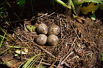 Yellow legged button quail {Turnix tanki} eggs in nest, Ussuriland, Far East Russia.
