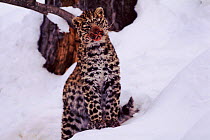 Amur leopard (Panthera pardus orientalis), blood on face from feeding. Ussuriland, South Primorsky Region, Russia