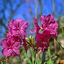 Rhododendron {Rhododendron mucronulatum} flowers, Ussuriland, South Primorskyi, Far East Russia