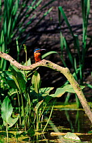 Common kingfisher (Alcedo atthis). Somerset Levels, England, UK, Europe