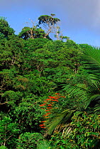 Tobago forest reserve, Tobago, Caribbean.