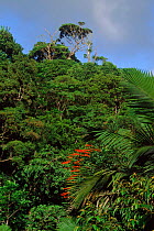 Tobago forest reserve, Tobago, Caribbean