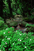 Wildflowers next to tropical forest stream, Soufriere, St Lucia, Caribbean