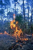 Forest fire destroying Caribbean pine and Palmetto palms, Bahamas