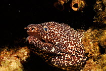 Spotted moray eel, Caribbean.