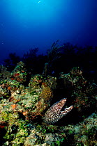 Spotted moray eel {Gymnothorax moringua} Caribbean.