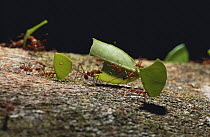 Leafcutter ants {Atta cephalotes} carrying cut leaves with guard ant riding on leaf, Costa Rica.
