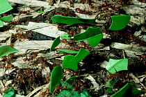 Leafcutter ants transporting leaf pieces {Atta cephalotes} La Selva, Costa Rica.