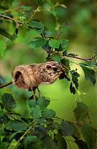 Siberian flying squirrel feeds in alder tree.  Nurmo, Finland.