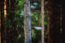 Siberian flying squirrel in flight {Pteromys volans} Finland
