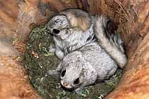 Siberian flying squirrels in nest {Pteromys volans} , Finland.