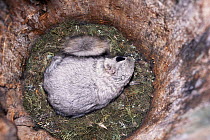 Siberian flying squirrel in nest {Pteromys volans} Finland.