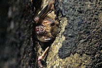Common vampire bat (Desmodus rotundus) Santa Rosa, Costa Rica
