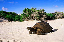 Aldabra tortoise on beach {Geochelone gigantea} Aldabra atoll, Seychelles