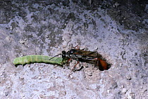 Hunting wasp taking caterpillar prey into nest {Ammophila aberti} Utah, USA.