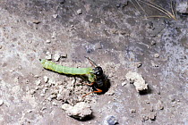 Hunting wasp taking caterpillar prey into nest {Ammophila aberti} Utah, USA. caterpillar