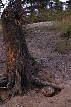 American badger {Taxidea taxus} in den, under tree, captive, USA