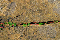Silverweed growing among rocks. Hoy, Orkney, Scotland, UK, Europe