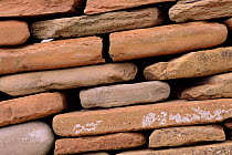 Dry stone wall close up. Orkney, Scotland, UK, Europe