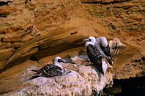 Peruvian boobies {Sula variegata} at nest site on cliff,  Paracas NP, Peru. Note  build up of guano used for fertiliser