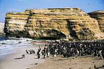 Guanay cormorant colony on beach {Leucocarbo / Phalacrocorax bougainvillii} San Juan, Peru.