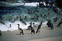 Guanay cormorant colony in surf {Leucocarbo / Phalacrocorax bougainvillii} San Juan, Peru.