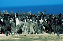 Guanay cormorant colony with chicks {Leucocarbo / Phalacrocorax bougainvillii} Guano Island, Peru.