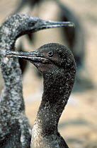 Juvenile Guanay cormorant {Leucocarbo / Phalacrocorax bougainvillii} Guano Islands, Peru.
